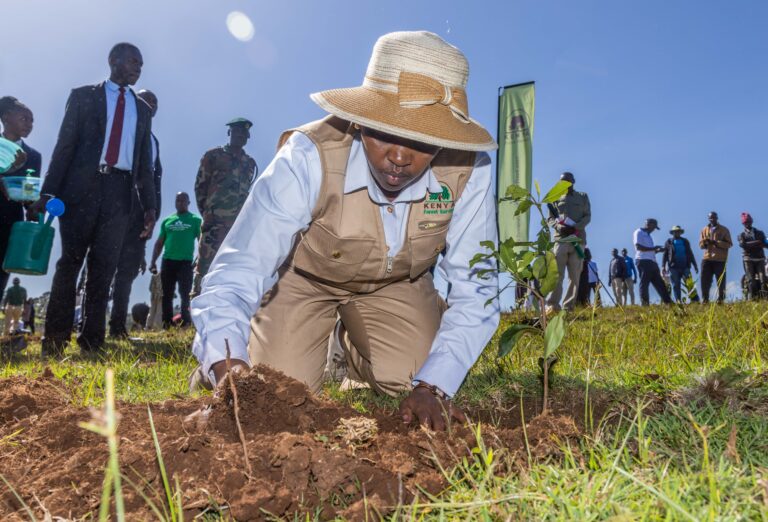 Read more about the article MaMa Doing Good partners with The Nature Conservancy to plant one million trees