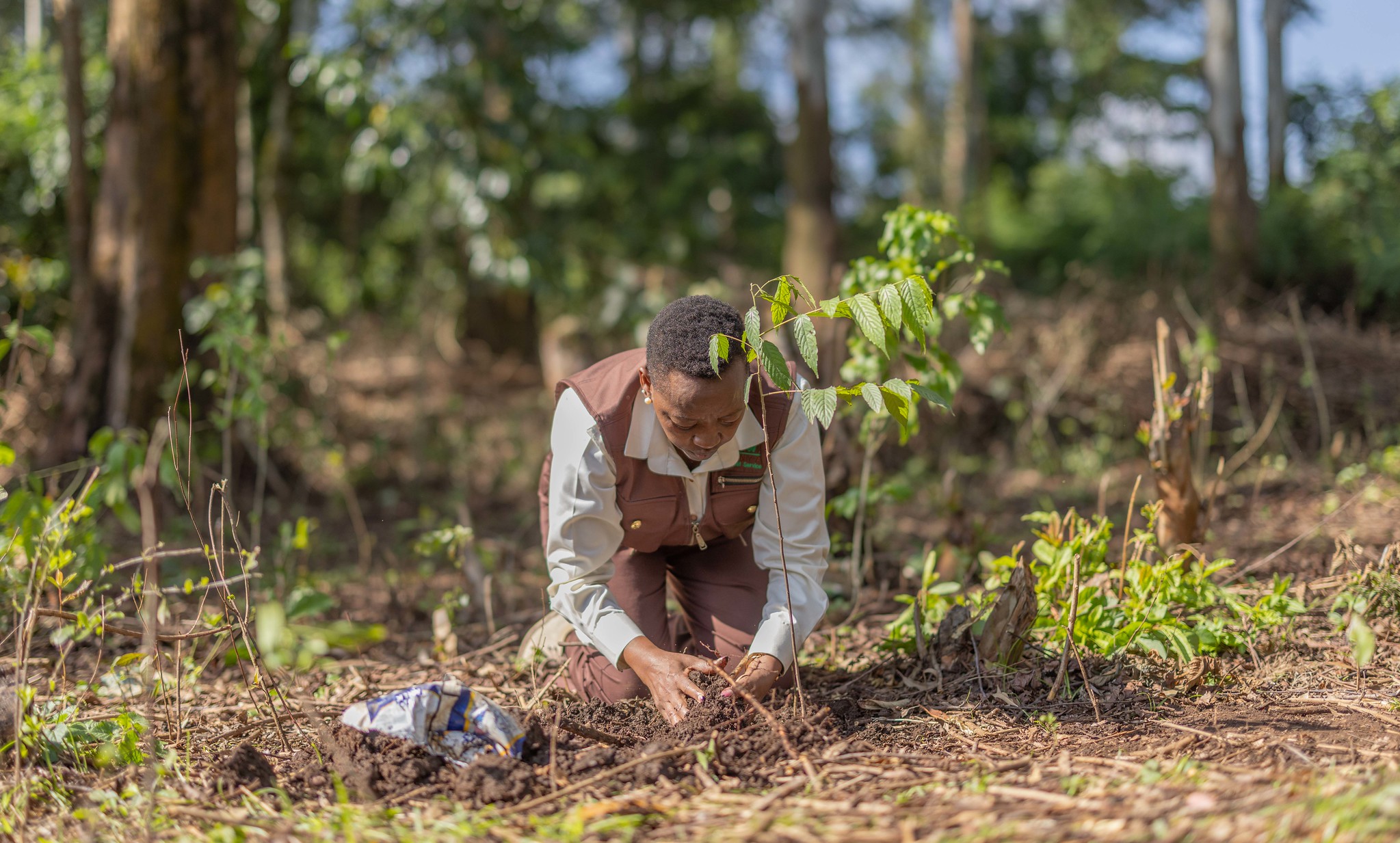 You are currently viewing The road to 500 Million Trees, a contribution towards the achievement of 30% tree cover by 2032